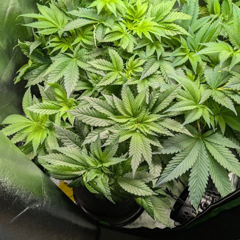 Grow Mix growlog timeline photo