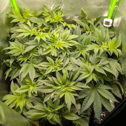 Grow Mix growlog timeline photo