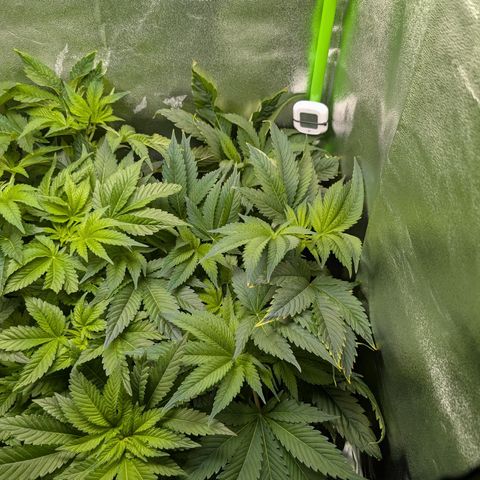 Grow Mix growlog timeline photo