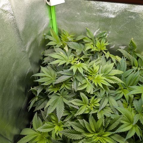 Grow Mix growlog timeline photo