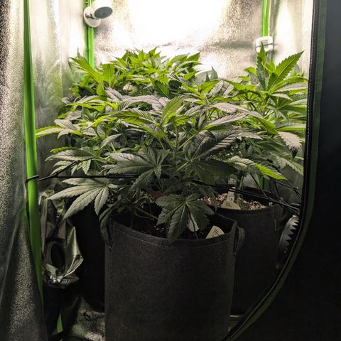 Grow Mix growlog timeline photo