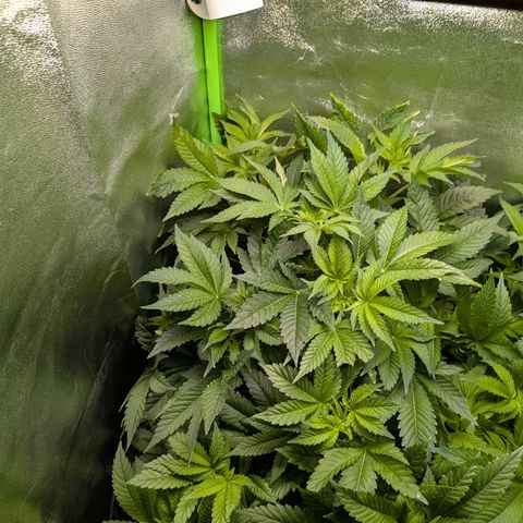 Grow Mix growlog timeline photo