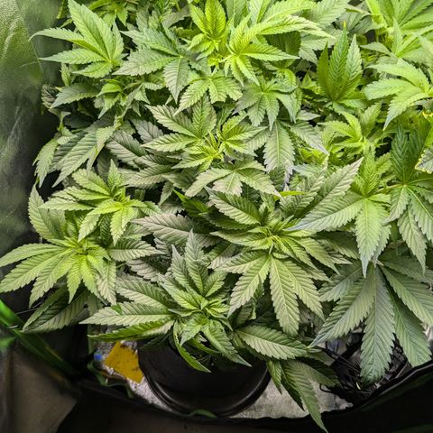 Grow Mix growlog timeline photo