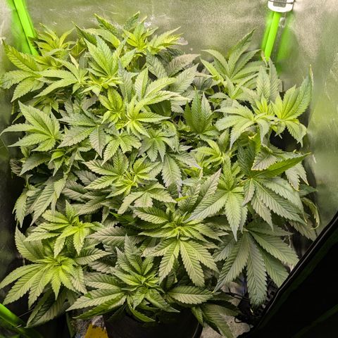 Grow Mix growlog timeline photo