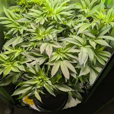 Grow Mix growlog timeline photo