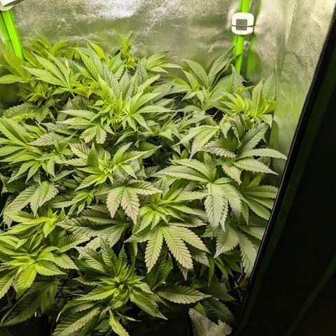 Grow Mix growlog timeline photo