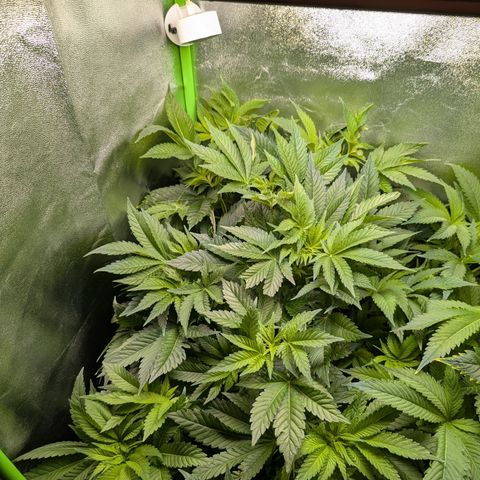 Grow Mix growlog timeline photo