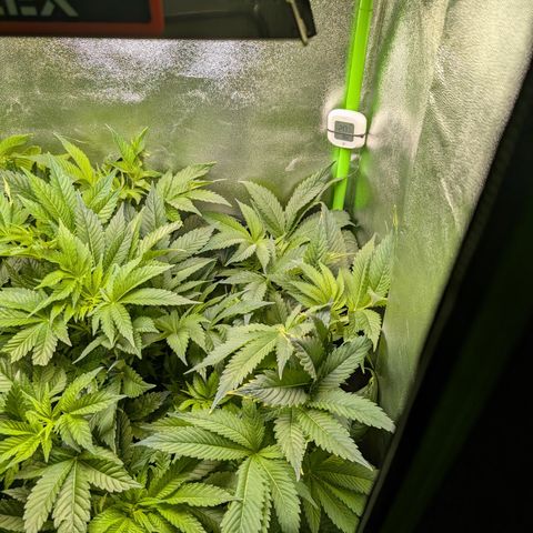 Grow Mix growlog timeline photo