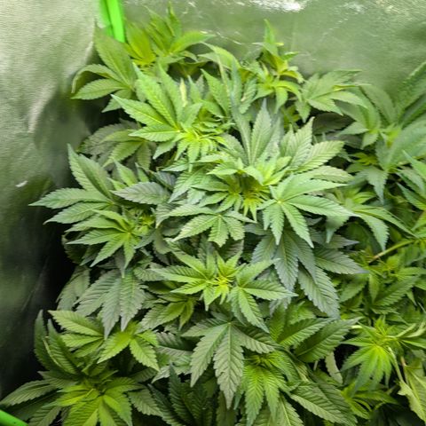 Grow Mix growlog timeline photo
