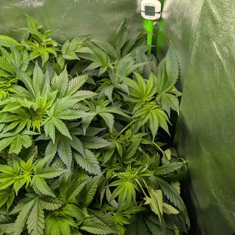 Grow Mix growlog timeline photo