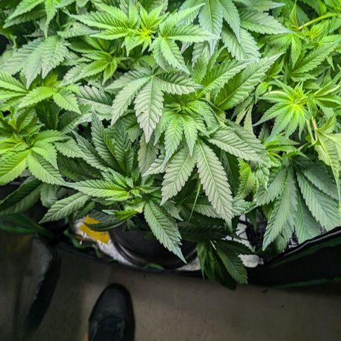 Grow Mix growlog timeline photo