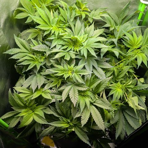 Grow Mix growlog timeline photo