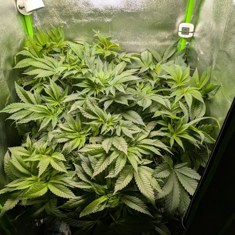 Grow Mix growlog timeline photo