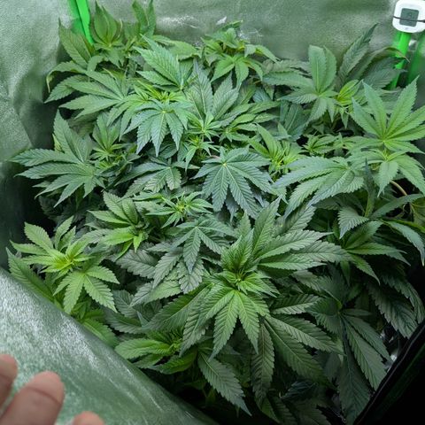 Grow Mix growlog timeline photo