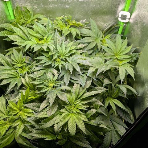 Grow Mix growlog timeline photo