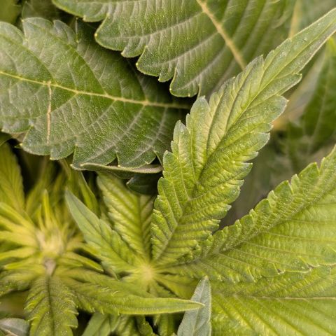 Grow Mix growlog timeline photo