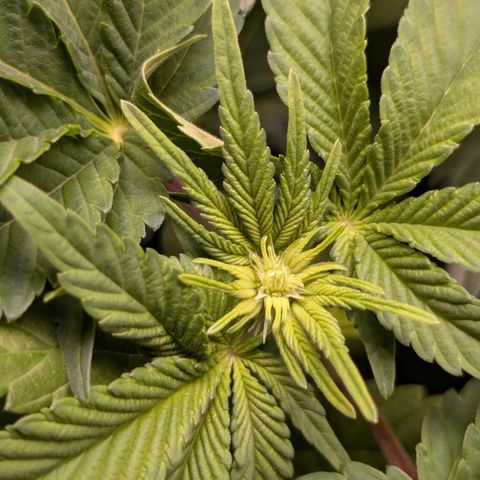 Grow Mix growlog timeline photo
