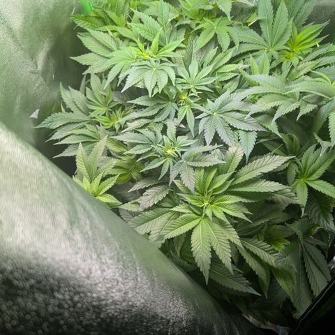 Grow Mix growlog timeline photo