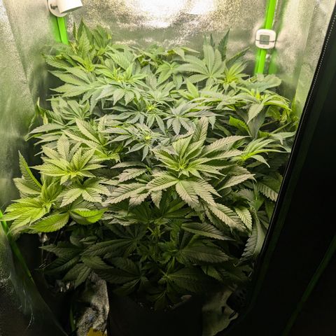Grow Mix growlog timeline photo