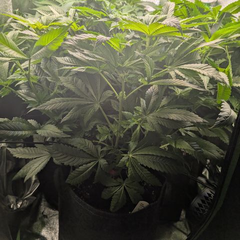 Grow Mix growlog timeline photo
