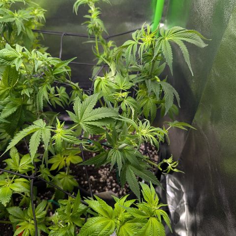 Grow Mix growlog timeline photo