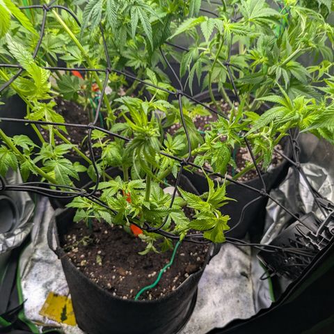 Grow Mix growlog timeline photo