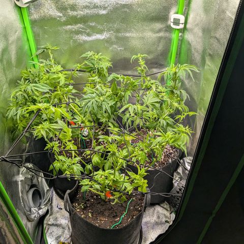 Grow Mix growlog timeline photo