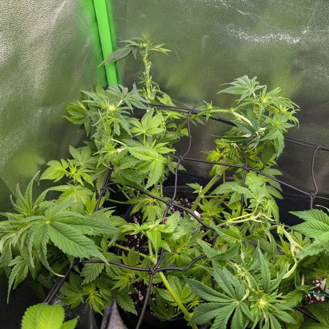 Grow Mix growlog timeline photo