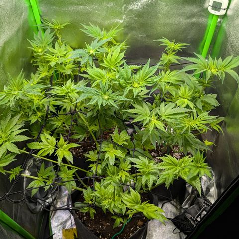 Grow Mix growlog timeline photo