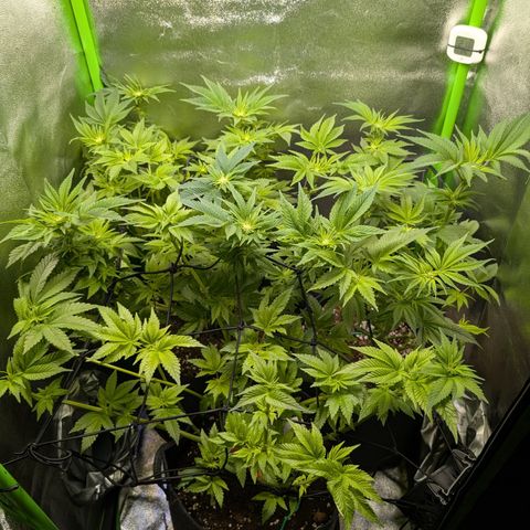 Grow Mix growlog timeline photo