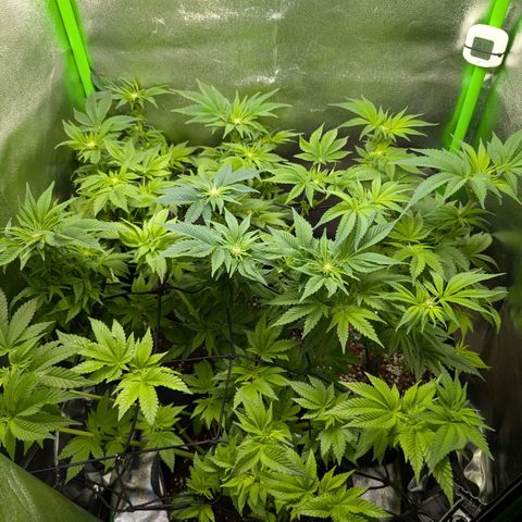 Grow Mix growlog timeline photo