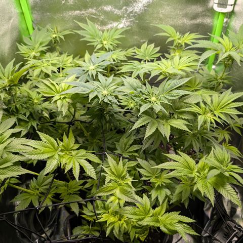 Grow Mix growlog timeline photo
