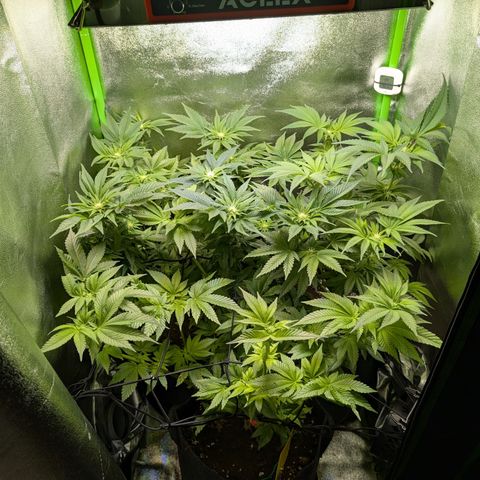 Grow Mix growlog timeline photo