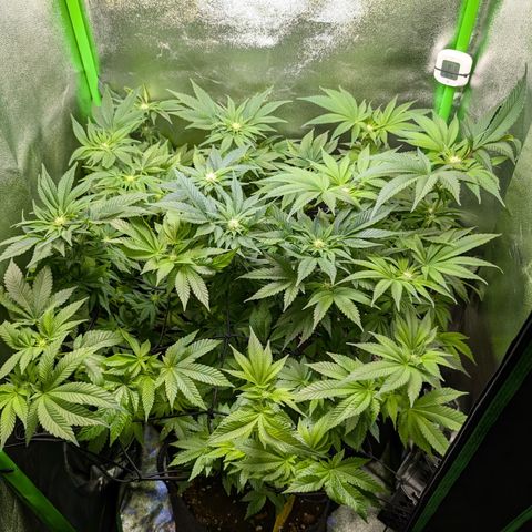 Grow Mix growlog timeline photo