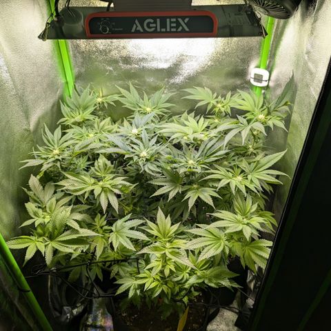 Grow Mix growlog timeline photo
