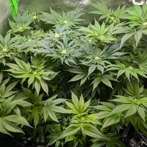 Grow Mix growlog timeline photo
