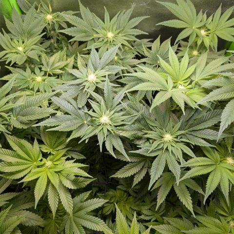 Grow Mix growlog timeline photo