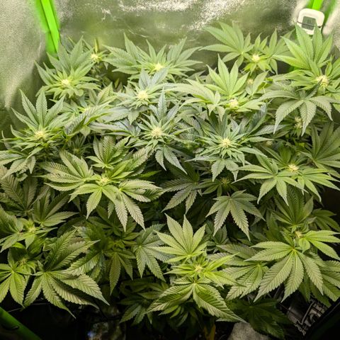 Grow Mix growlog timeline photo