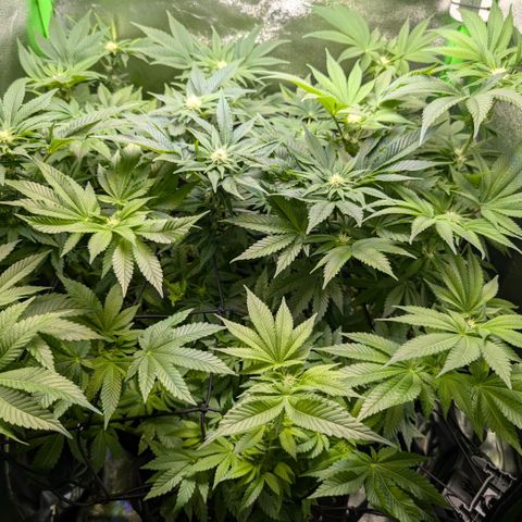 Grow Mix growlog timeline photo