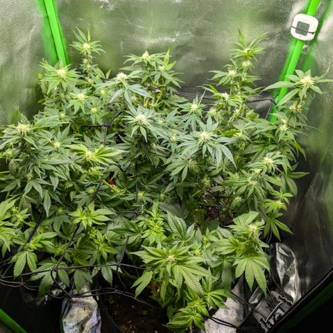 Grow Mix growlog timeline photo