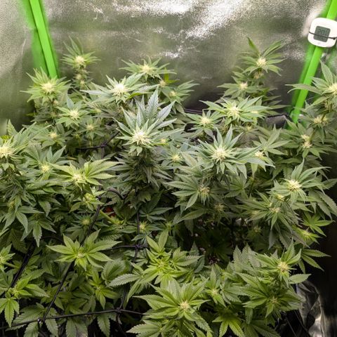 Grow Mix growlog timeline photo