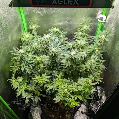 Grow Mix growlog timeline photo