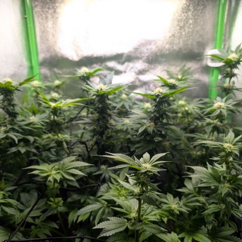 Grow Mix growlog timeline photo