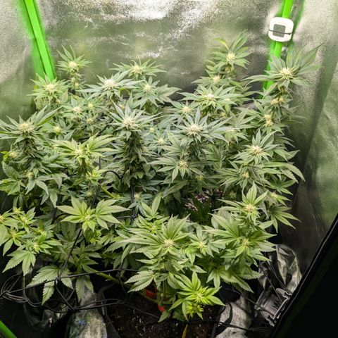 Grow Mix growlog timeline photo