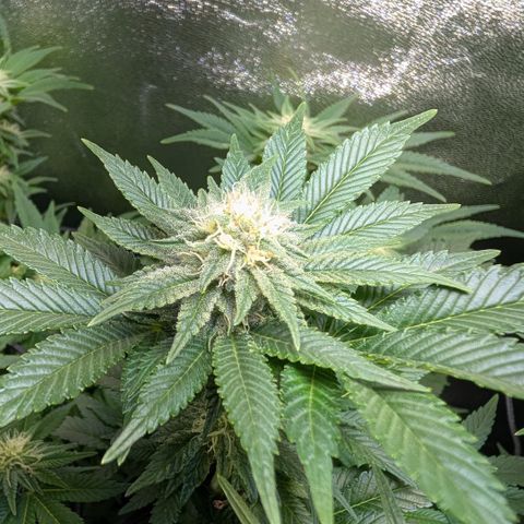 Grow Mix growlog timeline photo