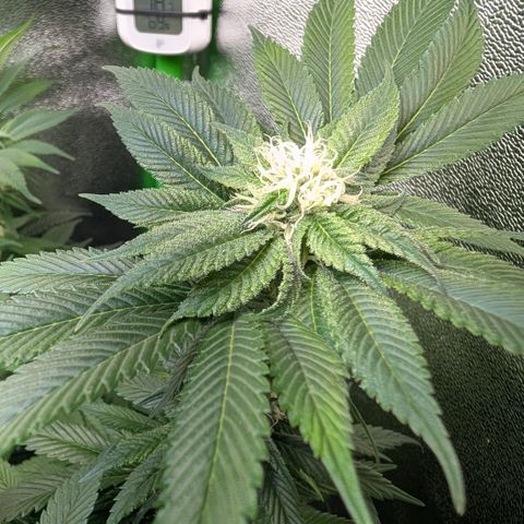 Grow Mix growlog timeline photo