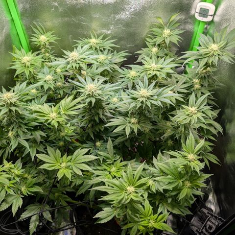 Grow Mix growlog timeline photo