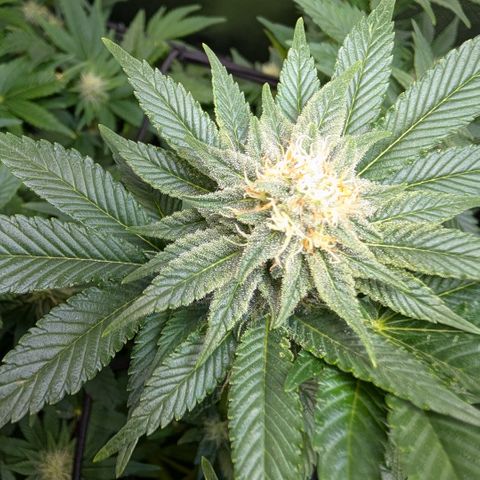 Grow Mix growlog timeline photo
