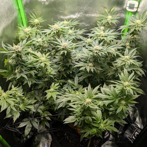 Grow Mix growlog timeline photo