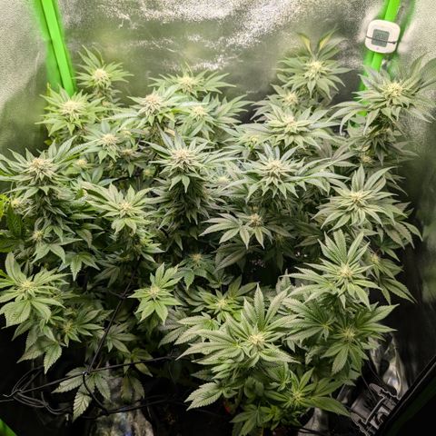 Grow Mix growlog timeline photo
